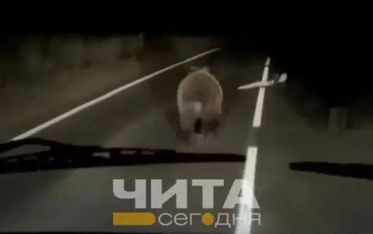 Медведь бродил по трассе возле села в Хилокском округе