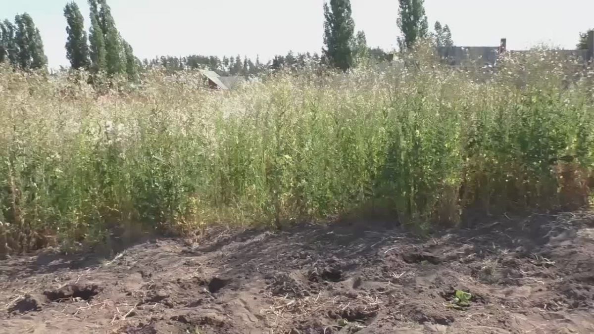 Летом трава кажется безобидной