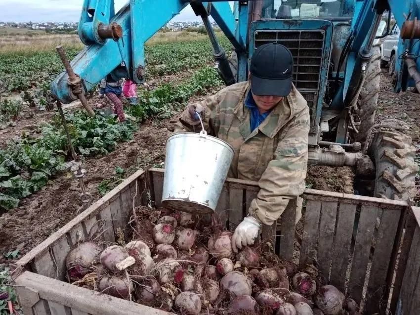 Урожай овощей в Забайкалье обгоняет прошлогодние показатели на 20%