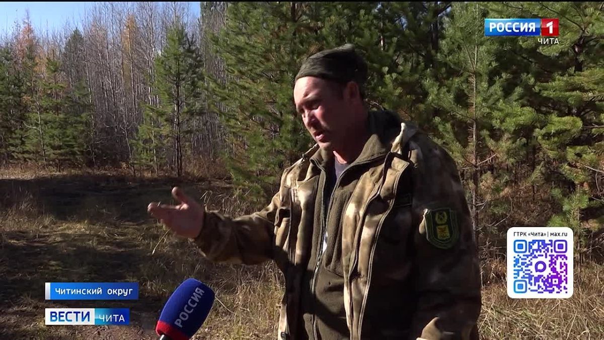 В Читинском округе охотоведы проверяют информацию о выходе медведя к СНТ «Железнодорожник-4»