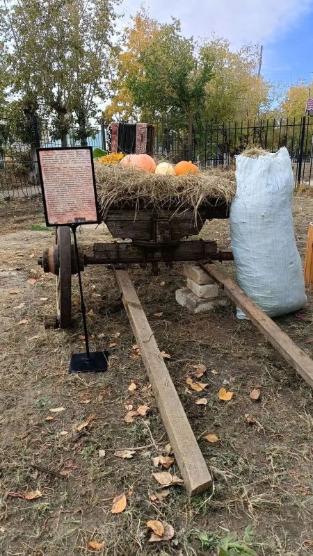 Предметы казачьего быта и ещё совсем юные рябины появились на территории Борзинского краеведческого музея Предметы казачьего быта и ещё совсем юные рябины появились на территории Борзинского краеведческого музея