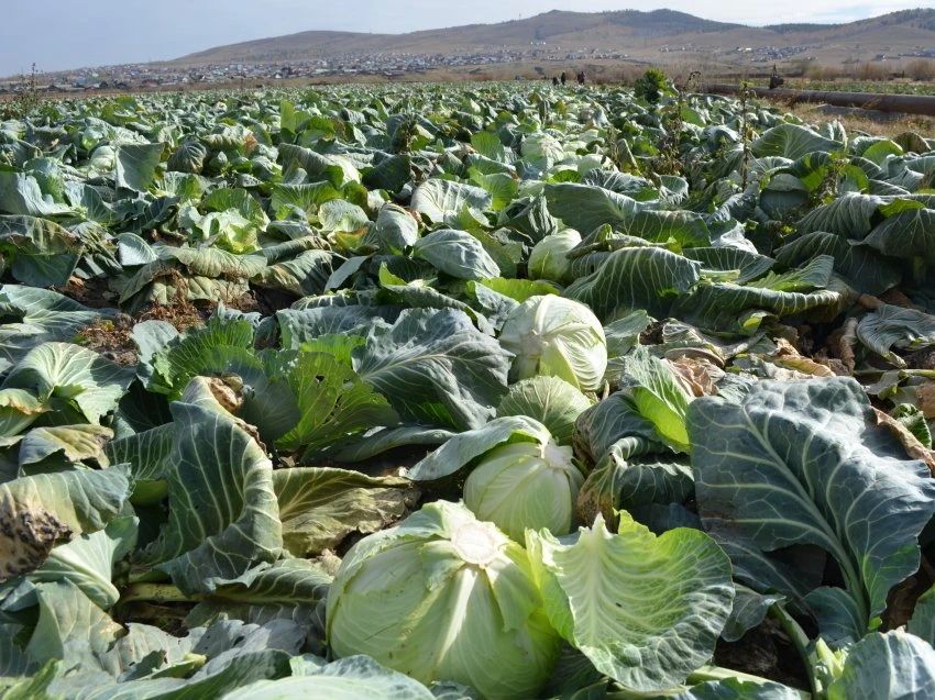Аграрии Забайкалья собрали 750 тонн овощей и на 20 % опередили уровень прошлого года