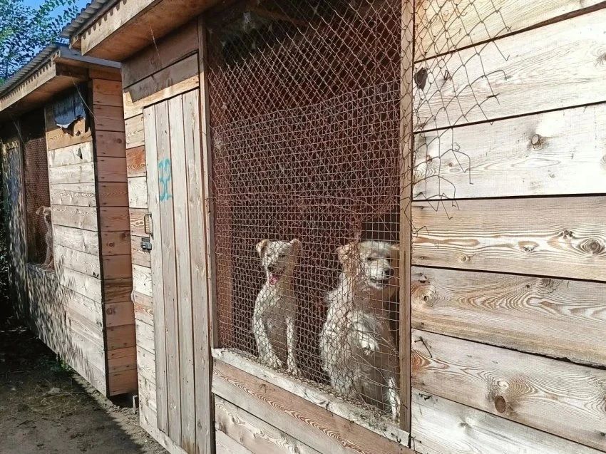 Около 22 млн рублей направлено на создание приютов для животных в Забайкалье