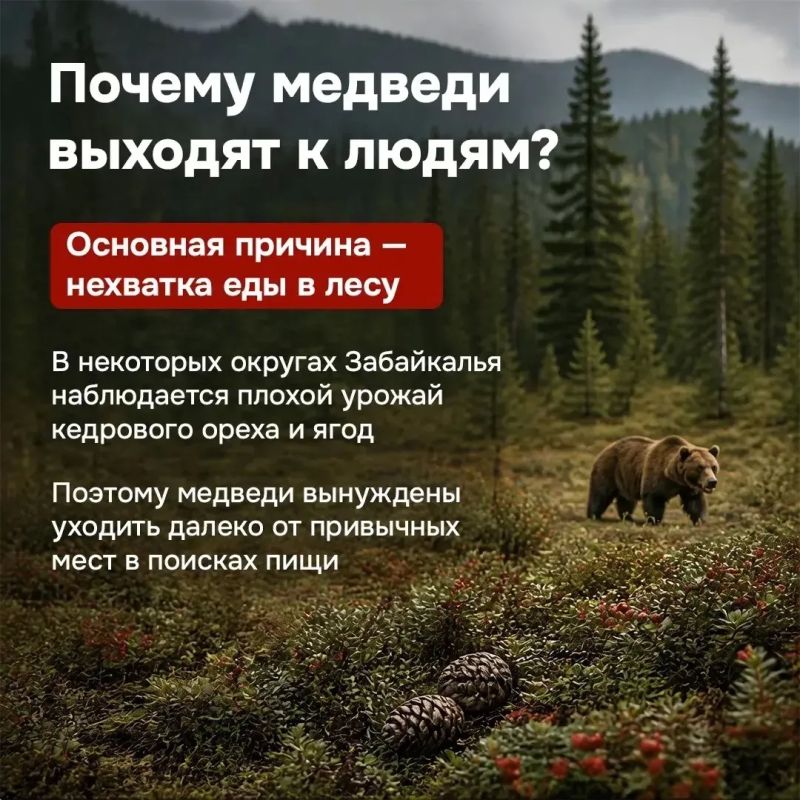 В последнее время в нашем крае участились случаи выхода медведей к людям В последнее время в нашем крае участились случаи выхода медведей к людям