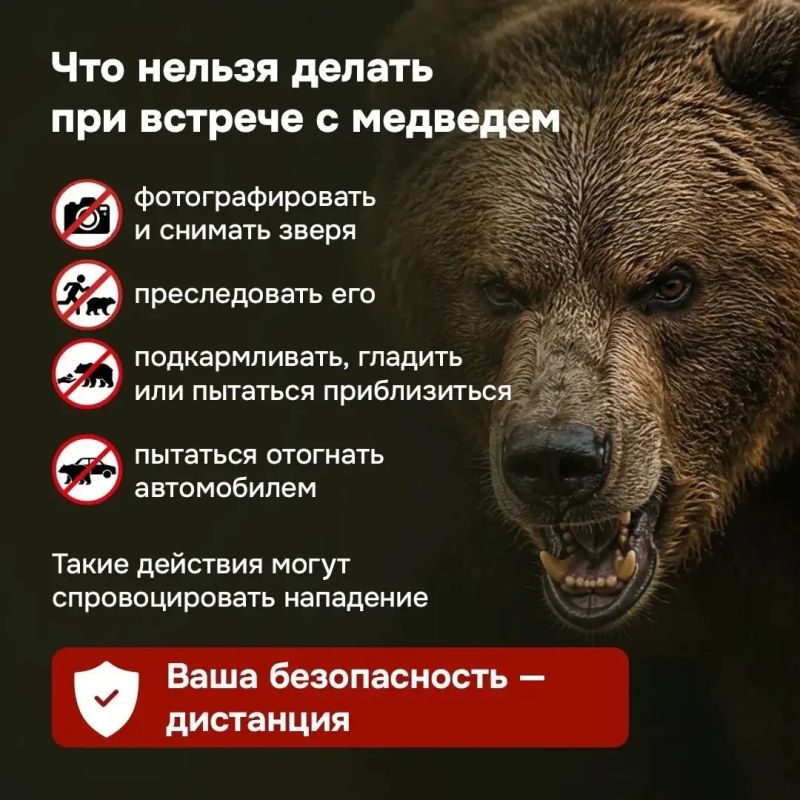 В последнее время в нашем крае участились случаи выхода медведей к людям В последнее время в нашем крае участились случаи выхода медведей к людям