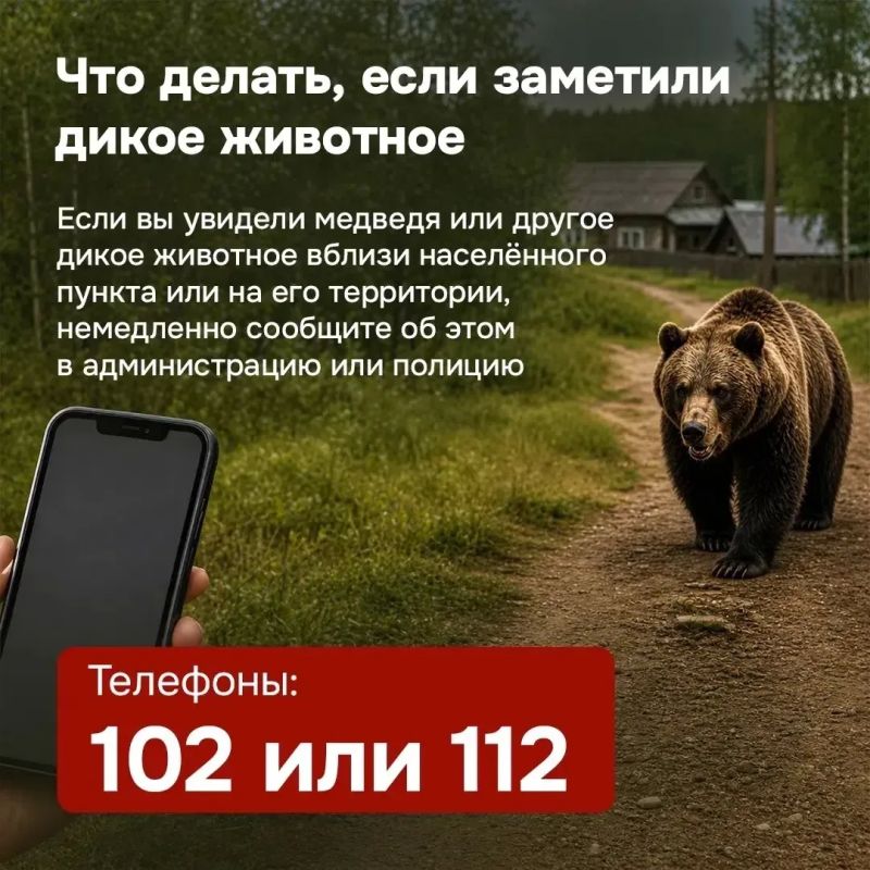 В последнее время в нашем крае участились случаи выхода медведей к людям В последнее время в нашем крае участились случаи выхода медведей к людям