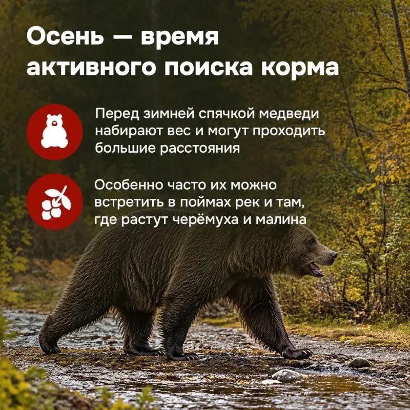 В последнее время в нашем крае участились случаи выхода медведей к людям В последнее время в нашем крае участились случаи выхода медведей к людям