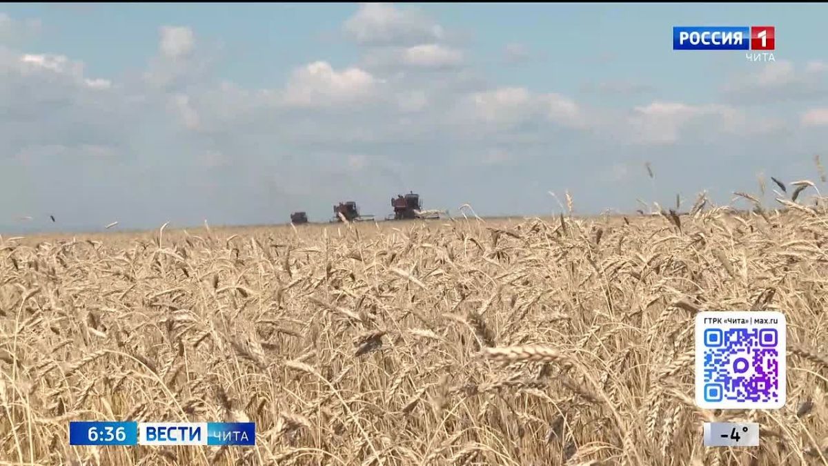 Сельхозпроизводители Забайкалья успешно завершили уборочную кампанию ячменя