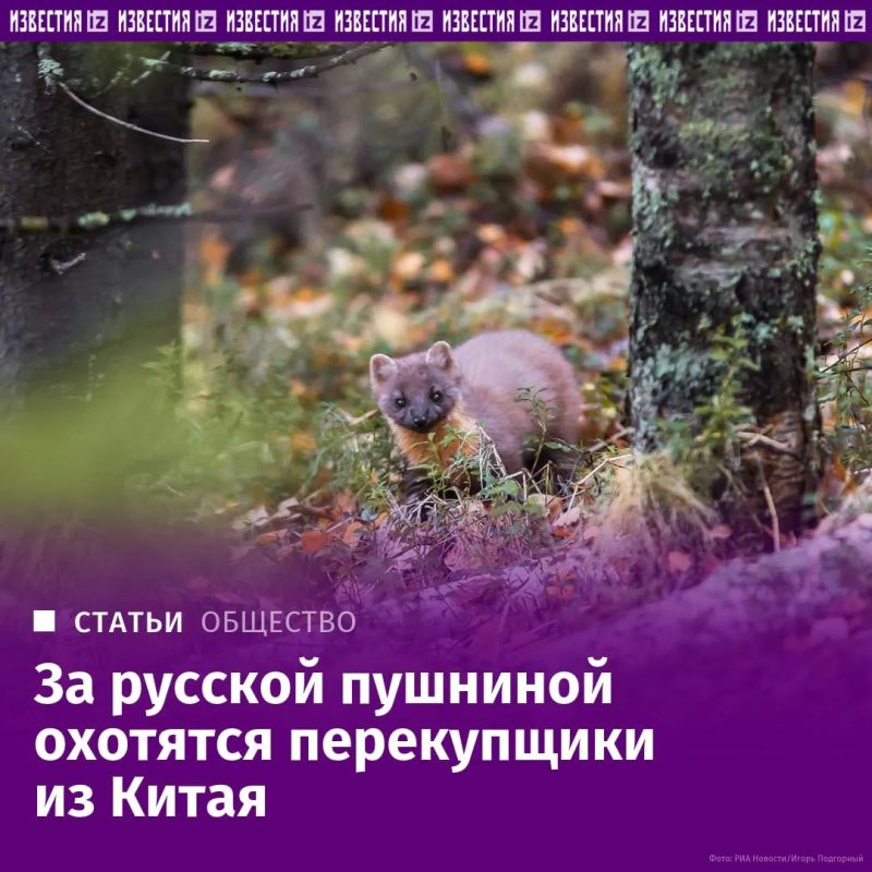 Высокие цены на натуральный мех и растущий спрос на российского соболя в Китае подпитывают теневой рынок пушнины