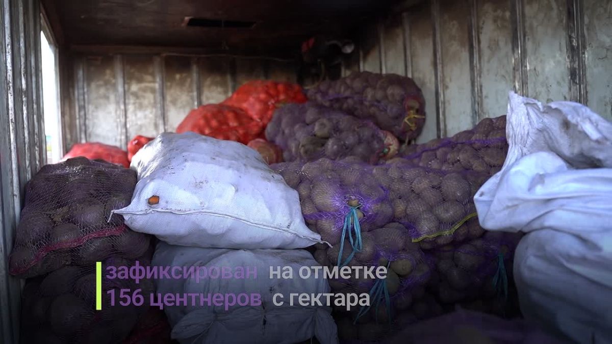 В Забайкальском крае завершилась кампания по сбору картофеля и овощных культур
