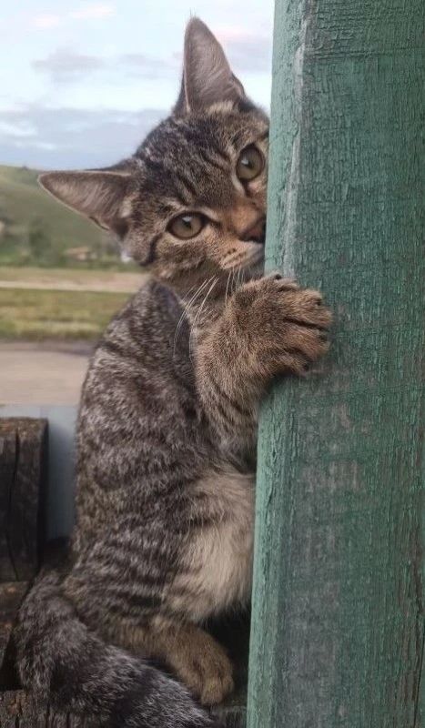 Не оставляйте животных на дачах! Не оставляйте животных на дачах!