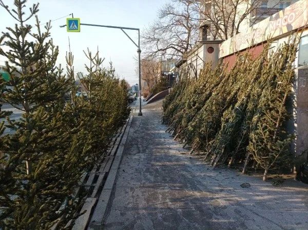 Во Владивостоке бизнесу предложили 21 место для продажи новогодних елок