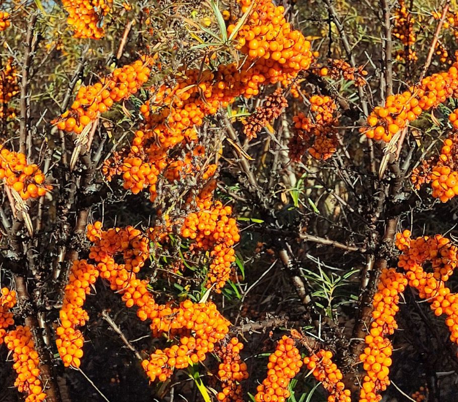 ��������: ����������, ������� ����� �����������