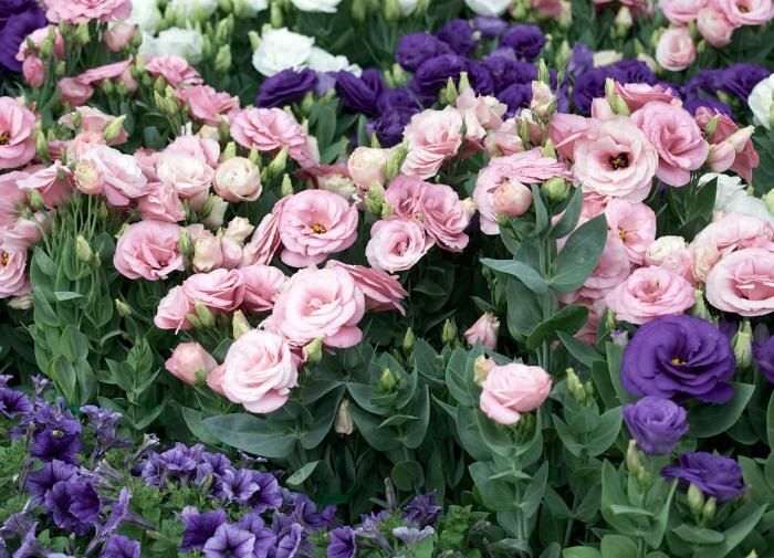 �����, ������� ���������� �������� � ������ ��� ������� ��������