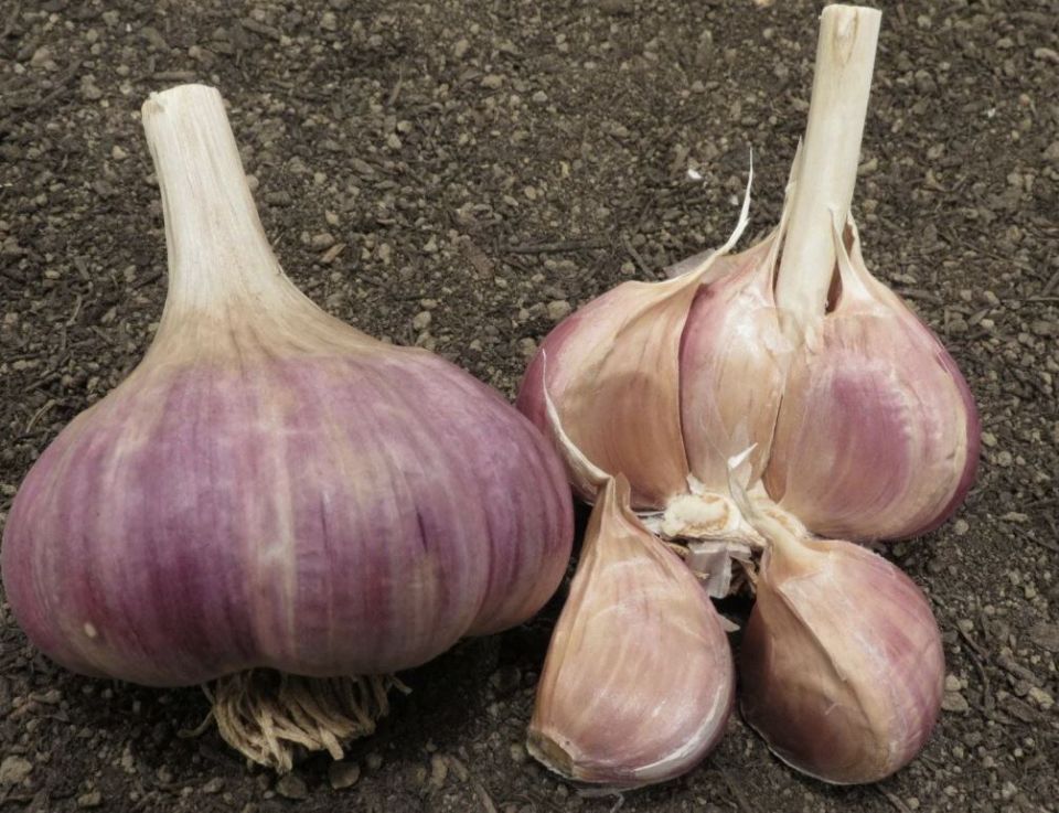 ��� ���������� ��������� ����� ������ ������� �������