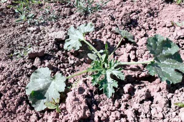 ������� ������: ����������� � ������� �������