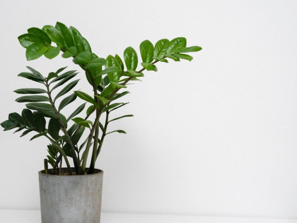 ����� ��� �����������: ��� �������� �������� ��������� ����