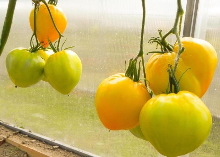 ����� ������� ���������: ��� ��������� ���������� ������������ ����� � ���������� ������