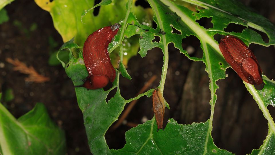 ������� �� ������� � ������ �������� ��� ������ �������: ��� ��� ��������� �� �������