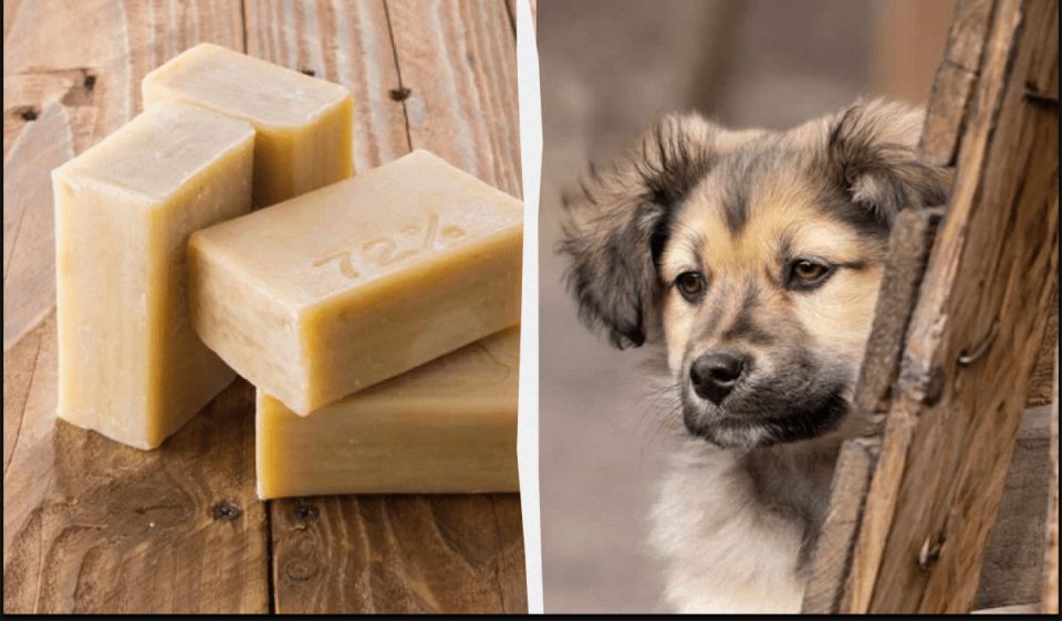 ��� � ������������� ����: ������ �� ����� ���� ������� ���� ���������� �������?