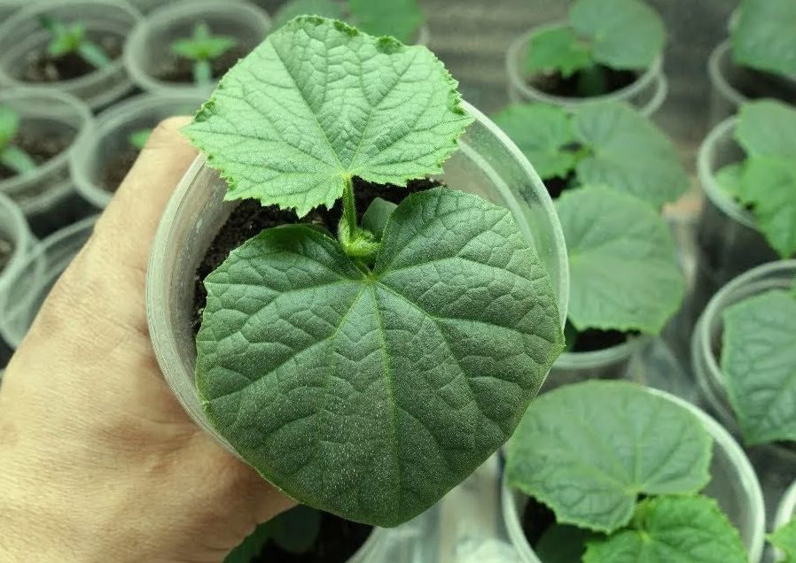 �������� ��������� ���������� ��� �������: ���� �������� �����������