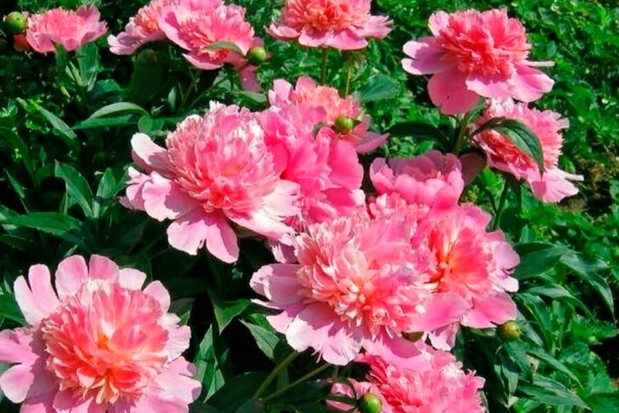 ��� ��������� ����� ������: ������� ����������� �������� �� �����