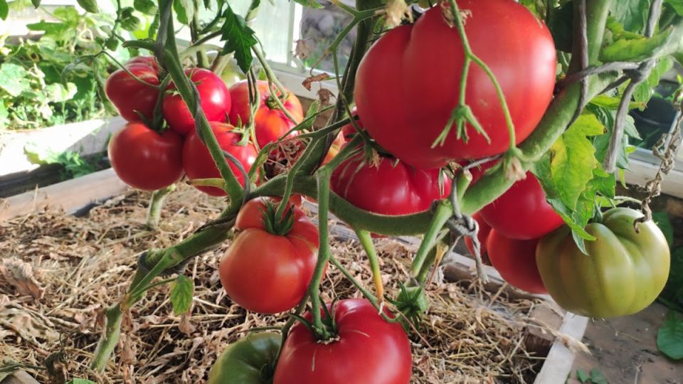 � 2026 ���� �������� �� ����� ��� � ����