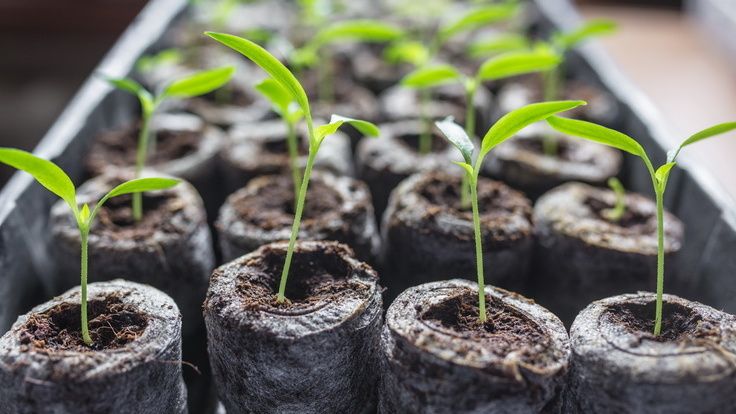 ��� ������� �������� ������� �������: ������� ������� �����������