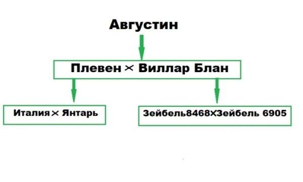 Виноград Августин: уникальные качества, которые покорят садоводов