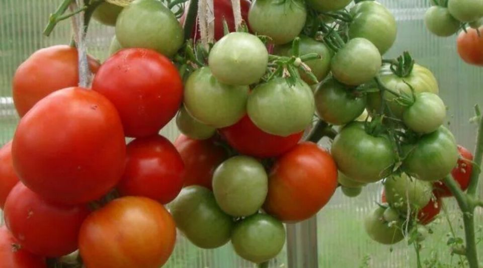 ���� �������, ������� ������� ���� ������: ������ ������ ��� ������