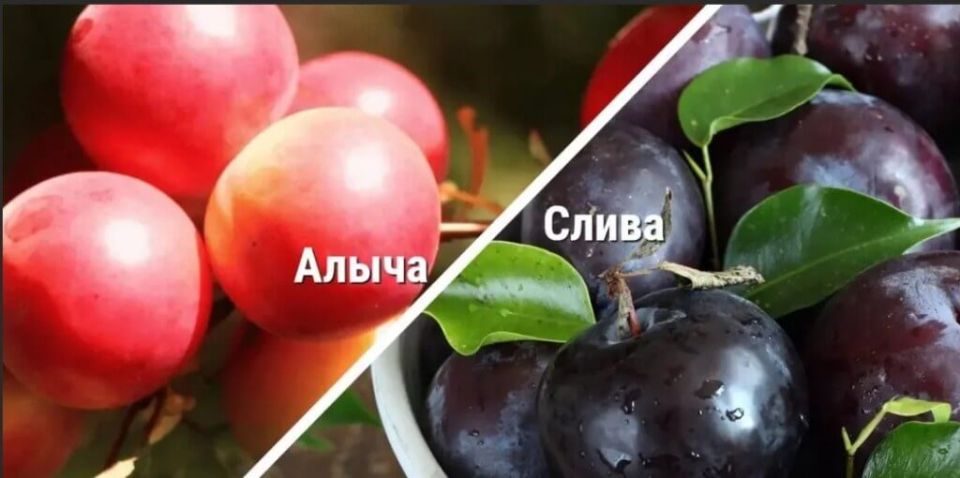 ��� �������� ����� �� �����: ������� ������ � ������������ �������� ����