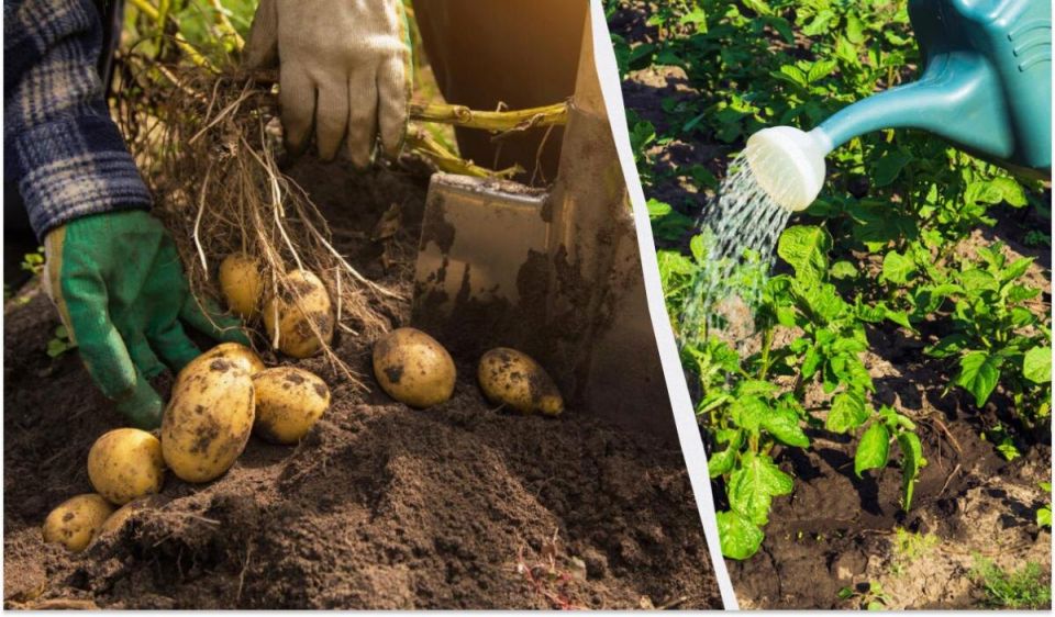 ��� �������� 4 ���������� �������� � �����: ������� ����