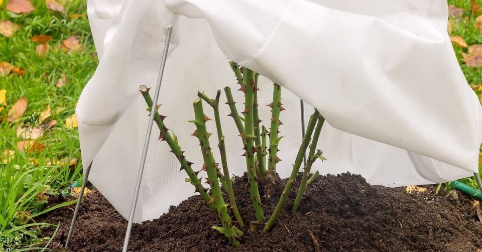 ������ �������� �� ������� ����������: ��������� ������