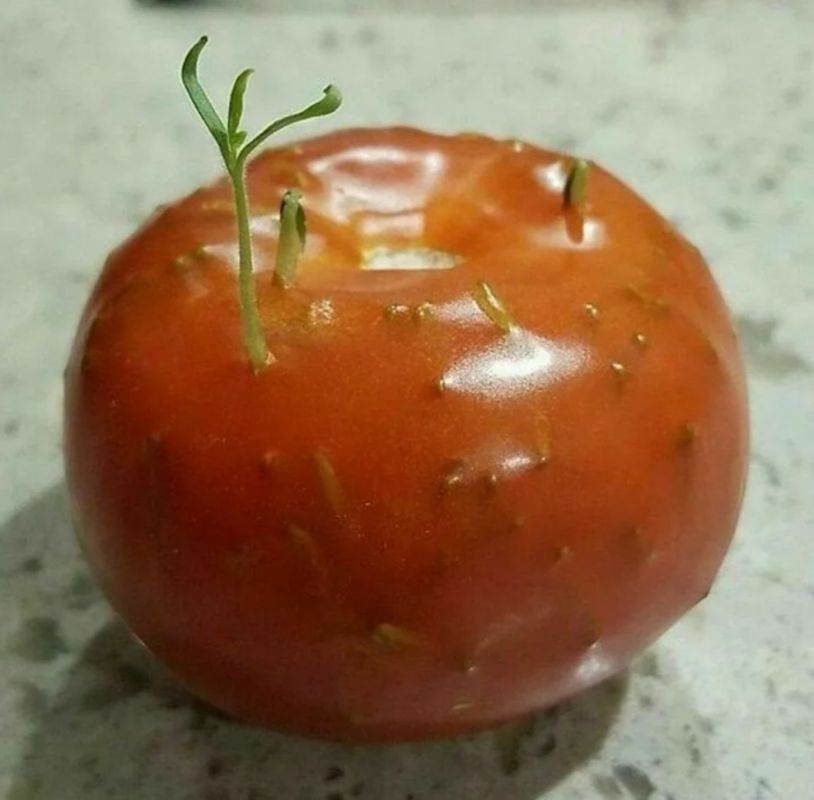 ������ ���� ������ ������� �� ����������: ��������� �������� �������