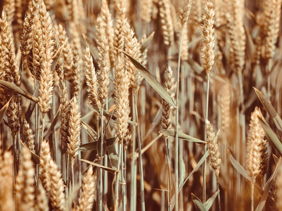 Урожай зерна в этом году обещает рекорды