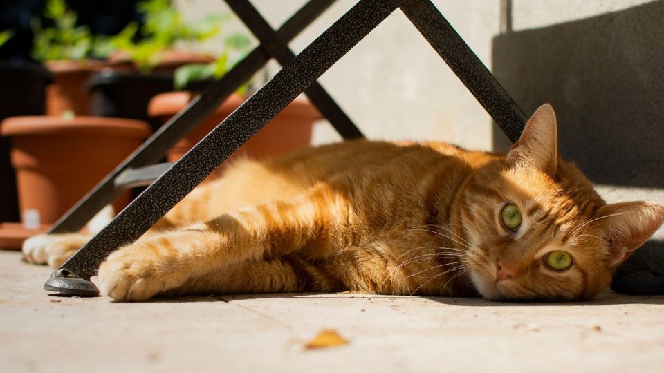 ��� ������ ����� � ������� ����: ������ �� ������� ���