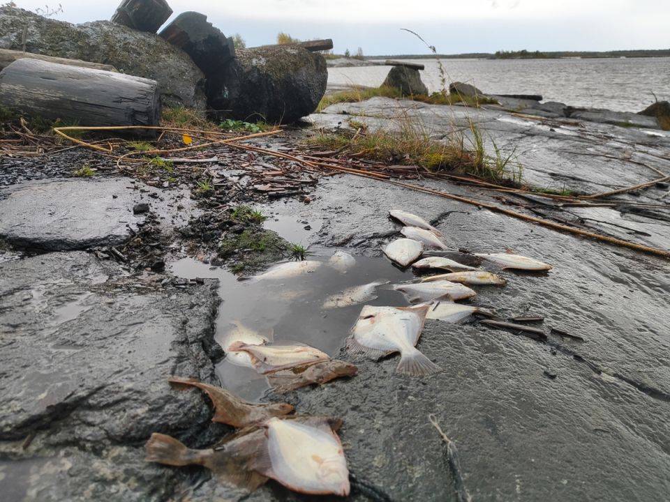 ���� �� �����: ����������� ������� ����� �������