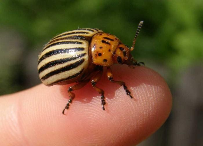 ��� �������� ��� �� ������������ ����: ����������� ������