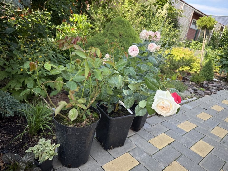 ��� ����� ����� ���, ������� �������� ���