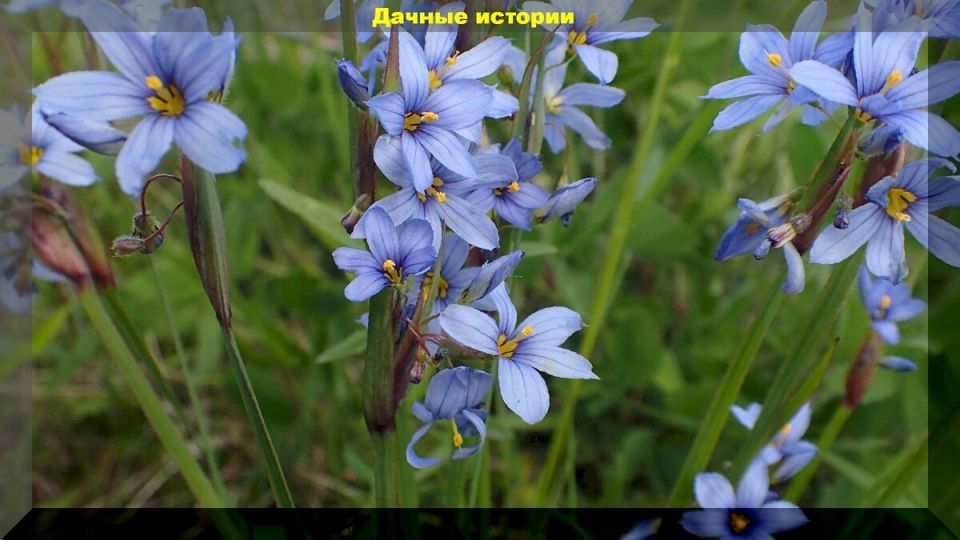 ����������: ���������� �����������, ������� ������� ��� ���