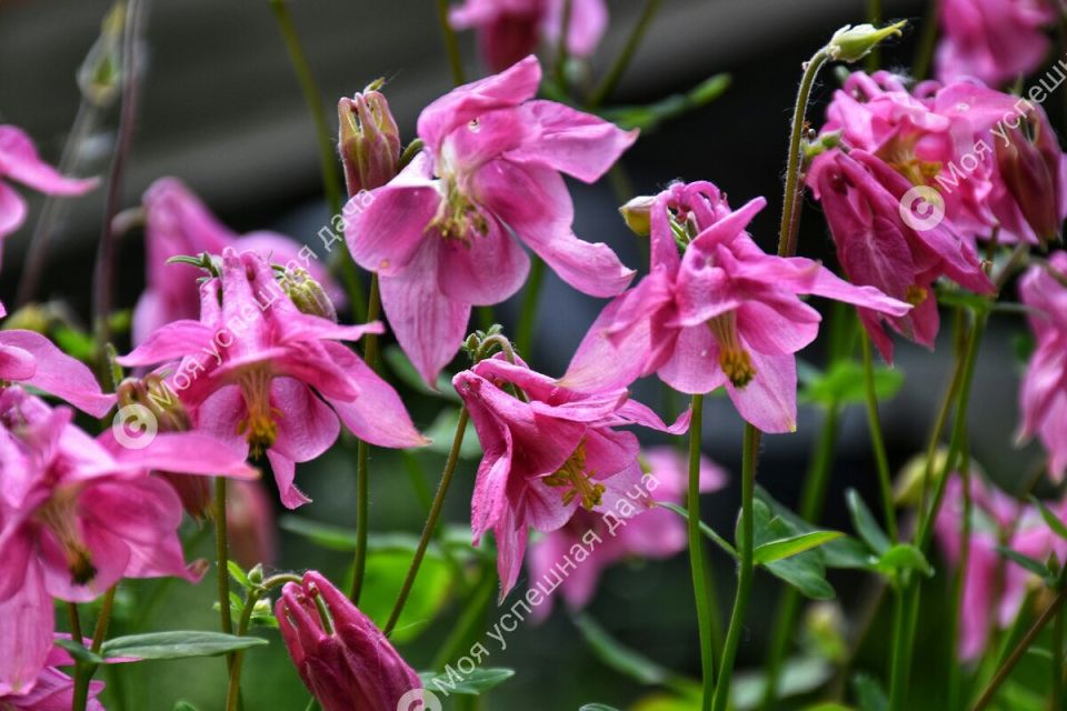 ��� ���������� ��������� � ������ ������ ����: ���� � ������� ����