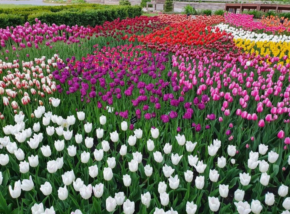 Как я стал цветочным хомяком: почти 200 луковиц тюльпанов и весенние мечты