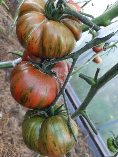 ������������� ������: ������ ������ ��������� ������ �� �����������