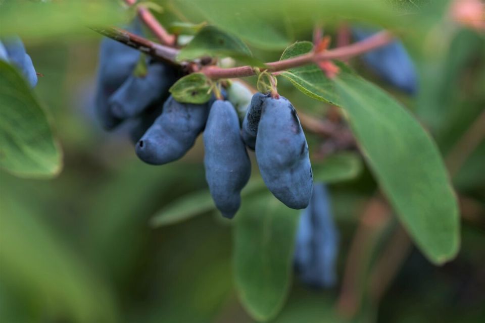 ������� �������� ��������� ���������: ��� �������� ��������� ������