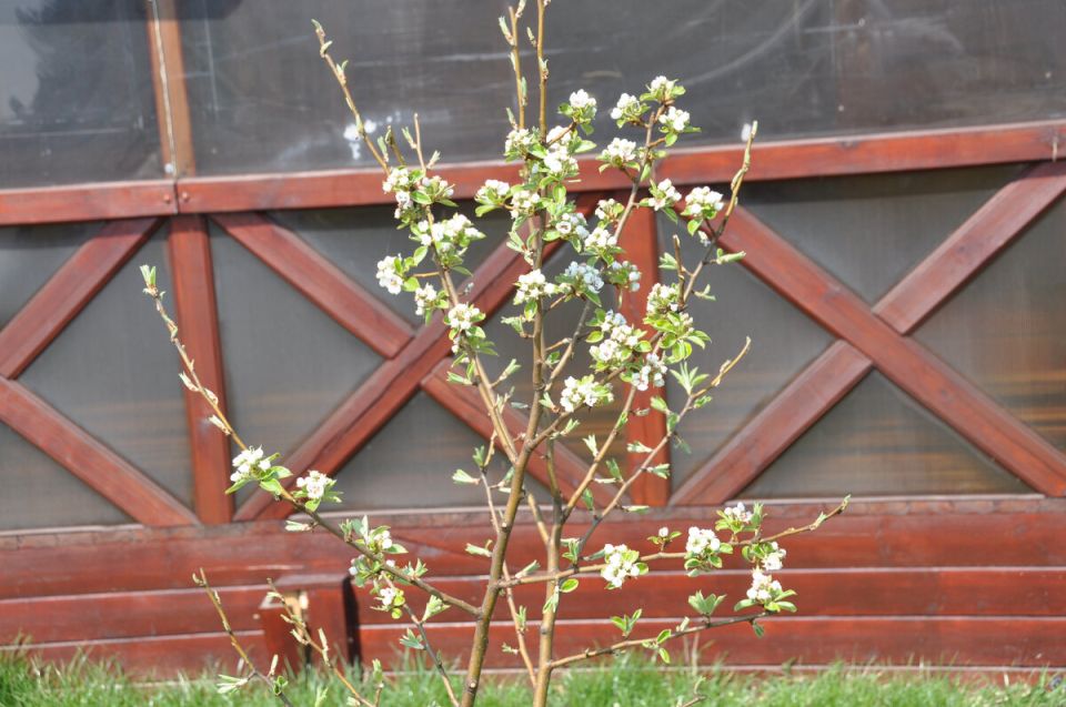 Секреты успешного сада: что посадить, чтобы урожай радовал