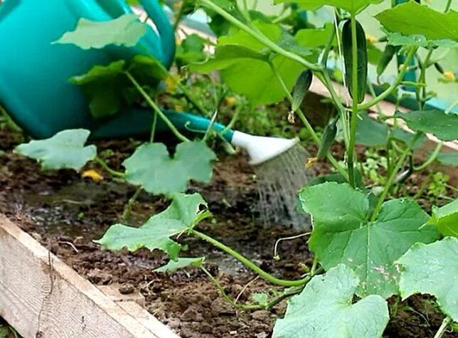 ��� ����� �������� ������ � �������: ������ ��� ������� ������