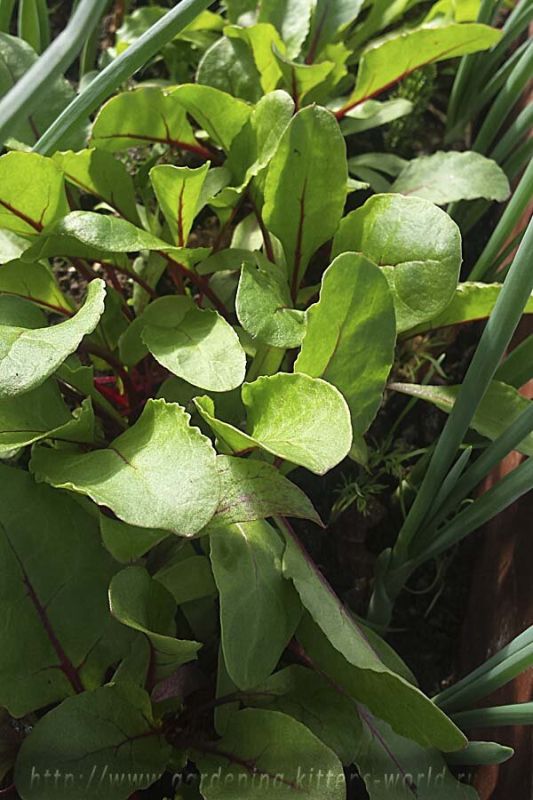 ��� ��������� ������ ������: ������� �������� �������