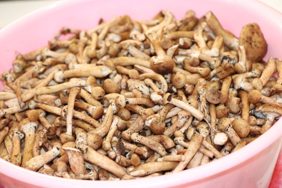 ��� ���������� ���������������� �����: ������� ������ �� ������ ���