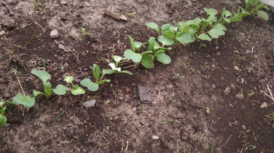 Как защитить редис от вредителей: эффективные советы