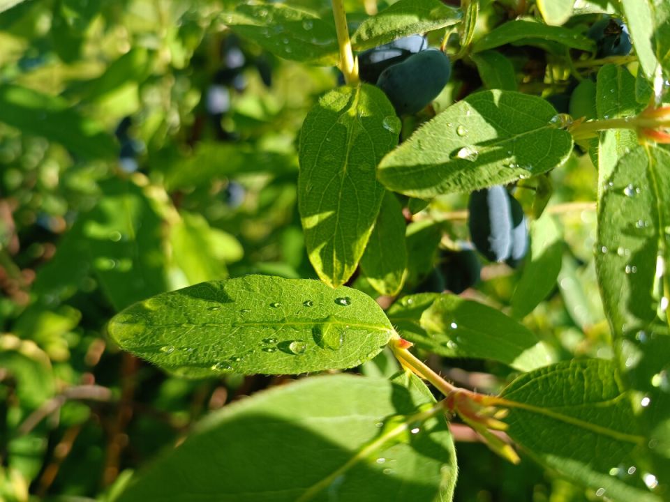 ��� ��������� �������� ���: ������ ��� ��������� ������